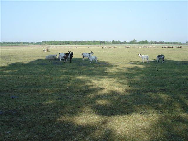 Boerderij 048.jpg